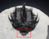 EXCEPTIONAL LARGE FOSSIL SPINY COMURA TRILOBITE WITH ALL SPINES EXPOSED FREE-STANDING  *TRX911