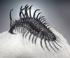EXCEPTIONAL LARGE FOSSIL SPINY COMURA TRILOBITE WITH ALL SPINES EXPOSED FREE-STANDING  *TRX911
