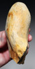 FINEST MAXIMUM SIZE INVESTMENT-CLASS OLDOWAN FLINT PEBBLE AXE FROM WIMEREUX LOWER PALEOLITHIC FRANCE  *PB230