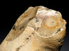 FINEST MAXIMUM SIZE INVESTMENT-CLASS OLDOWAN FLINT PEBBLE AXE FROM WIMEREUX LOWER PALEOLITHIC FRANCE  *PB230