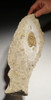 LARGE EUROPEAN JURASSIC ANCIENT AMMONITE SEA LIFE FOSSIL FROM POLAND PERFECT GIFT OR INTERIOR ACCENT  *AMX-354