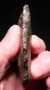 RARE HOMO ERGASTER (ERECTUS) PREHISTORIC ACHEULEAN END SCRAPER FLAKE TOOL FROM LOWER PALEOLITHIC  STONE AGE AFRICA  *ACH497