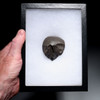 MUSEUM-CLASS HOMO ERGASTER MODE 1 OLDOWAN PEBBLE CHOPPER AXE WITH INTACT POINTED TIP FROM PREHISTORIC AFRICA - OLDEST HUMAN TOOL  *PB228