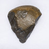 MUSEUM-CLASS TENERE DESERT AFRICA HOMO ERGASTER MODE 1 OLDOWAN PEBBLE CHOPPER AXE WITH INTACT POINTED TIP - OLDEST HUMAN TOOL  *PB229