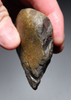 MUSEUM-CLASS TENERE DESERT AFRICA HOMO ERGASTER MODE 1 OLDOWAN PEBBLE CHOPPER AXE WITH INTACT POINTED TIP - OLDEST HUMAN TOOL  *PB229