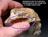 SPECTACULAR IVORY WHITE PREHISTORIC FLINT HOMO HEIDELBERGENSIS ACHEULEAN HAND AXE FROM LOWER PALEOLITHIC BELGIUM  *ACH500