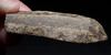 CRO MAGNON AURIGNACIAN UPPER PALEOLITHIC LARGE FLINT BLADE KNIFE TOOL WITH BUTCHERED MEGAFAUNA FOSSIL BONES FROM FAMOUS LA GANE SITE IN FRANCE  *UP088