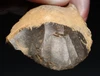CRO MAGNON AURIGNACIAN UPPER PALEOLITHIC FLINT RABOT PLANER FLAKE TOOL WITH BUTCHERED MEGAFAUNA FOSSIL BONE FROM FAMOUS LA GANE SITE IN FRANCE  *UP095