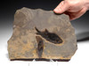 MULTIPLE PARAMBLYPTERUS PERMIAN FISH FOSSIL FROM BEFORE THE DINOSAURS *F145