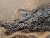 MULTIPLE PARAMBLYPTERUS PERMIAN FISH FOSSIL FROM BEFORE THE DINOSAURS *F145
