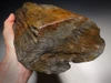 LARGE COLORFUL EXCEPTIONAL FOSSIL PETRIFIED WOOD LOG FROM MIOCENE EUROPE *PMW003
