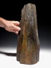 LARGE COLORFUL EXCEPTIONAL FOSSIL PETRIFIED WOOD LOG FROM MIOCENE EUROPE *PMW003