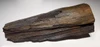 LARGE COLORFUL EXCEPTIONAL FOSSIL PETRIFIED WOOD LOG FROM MIOCENE EUROPE *PMW003
