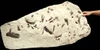PRIMITIVE HORSE FOSSIL BONE BED FROM FRANCE OF A 48 MILLION YEAR PLAGIOLOPHUS THREE-TOED HORSE 