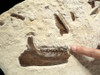 PRIMITIVE HORSE FOSSIL BONE BED FROM FRANCE OF A 48 MILLION YEAR PLAGIOLOPHUS THREE-TOED HORSE 