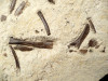 EOCENE FOSSIL HORSE