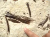 THREE-TOED HORSE FOSSIL