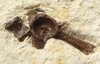 PRIMITIVE HORSE FOSSIL BONE BED FROM FRANCE OF A 48 MILLION YEAR PLAGIOLOPHUS THREE-TOED HORSE 