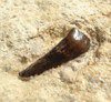PRIMITIVE HORSE FOSSIL BONE BED FROM FRANCE OF A 48 MILLION YEAR PLAGIOLOPHUS THREE-TOED HORSE 