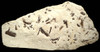 PRIMITIVE HORSE FOSSIL BONE BED FROM FRANCE OF A 48 MILLION YEAR PLAGIOLOPHUS THREE-TOED HORSE 
