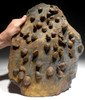GIANT MUSEUM-DISPLAY ATRYPA DEVONIAN BRACHIOPOD COLONY FROM SITE OF OLDEST TETRAPOD FOOTPRINTS  *BR022