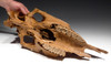 RARE ICE AGE PLEISTOCENE FOSSIL HORSE SKULL FROM EURASIA  *H026