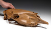 RARE ICE AGE PLEISTOCENE FOSSIL HORSE SKULL FROM EURASIA  *H026