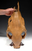 RARE ICE AGE PLEISTOCENE FOSSIL HORSE SKULL FROM EURASIA  *H026