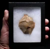 LARGE NEANDERTHAL MOUSTERIAN FLINT FLAKE MULTI-PURPOSE TOOL FROM FONTMAURE FRANCE  *M565