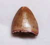 RARE DINOSAUR-ERA CROCODYLOMORPH FOSSIL TOOTH FROM A HAMADASUCHUS REPTILE  *DTX68
