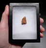 DELTADROMEUS DINOSAUR LATERAL TOOTH FOSSIL  *DTX52