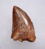 DELTADROMEUS DINOSAUR LATERAL TOOTH FOSSIL  *DTX52