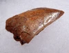DELTADROMEUS DINOSAUR LATERAL TOOTH FOSSIL  *DTX52