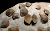 LARGE DEVONIAN BRACHIOPOD FOSSIL COLONY FROM POLAND OF SCHELLWIENELLA FROM FAMOUS SITE OF OLDEST TETRAPOD FOOTPRINTS   *BR037