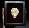 EXCEPTIONAL NEANDERTHAL MOUSTERIAN FLINT BIFACE HAND AXE FROM NORMANDY FRANCE  *M523
