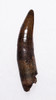 PREMIUM GRADE BOREALOSUCHUS DINOSAUR-ERA CROCODYLIFORM FOSSIL TOOTH WITH PARTIAL ROOT FROM HELL CREEK FORMATION USA  *CROC089