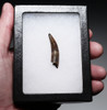 PREMIUM GRADE BOREALOSUCHUS DINOSAUR-ERA CROCODYLIFORM FOSSIL TOOTH WITH PARTIAL ROOT FROM HELL CREEK FORMATION USA  *CROC089