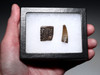 PREMIUM GRADE BOREALOSUCHUS DINOSAUR-ERA CROCODYLIFORM FOSSIL TOOTH AND OSTEODERM FROM THE HELL CREEK FORMATION USA  *CROC093