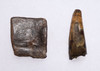PREMIUM GRADE BOREALOSUCHUS DINOSAUR-ERA CROCODYLIFORM FOSSIL TOOTH AND OSTEODERM FROM THE HELL CREEK FORMATION USA  *CROC093