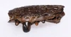 PARTIAL PREMAXILLA WITH TEETH OF A CRETACEOUS BRACHYCHAMPSA ALLIGATORINE REPTILE FROM HELL CREEK USA  *CROC095