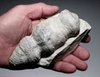RARE CRETACEOUS AULOSOMA RADICIFORMIS FOSSIL SEA SPONGE FROM GERMANY WITH FULLY INFLATED PRESERVATION  *SPF1
