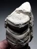 RARE CRETACEOUS AULOSOMA RADICIFORMIS FOSSIL SEA SPONGE FROM GERMANY WITH FULLY INFLATED PRESERVATION  *SPF1