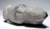 RARE CRETACEOUS AULOSOMA RADICIFORMIS FOSSIL SEA SPONGE FROM GERMANY WITH FULLY INFLATED PRESERVATION  *SPF1