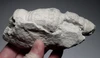 RARE CRETACEOUS AULOSOMA RADICIFORMIS FOSSIL SEA SPONGE FROM GERMANY WITH FULLY INFLATED PRESERVATION  *SPF1