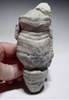 RARE CRETACEOUS AULOSOMA RADICIFORMIS FOSSIL SEA SPONGE FROM GERMANY WITH FULLY INFLATED PRESERVATION  *SPF1