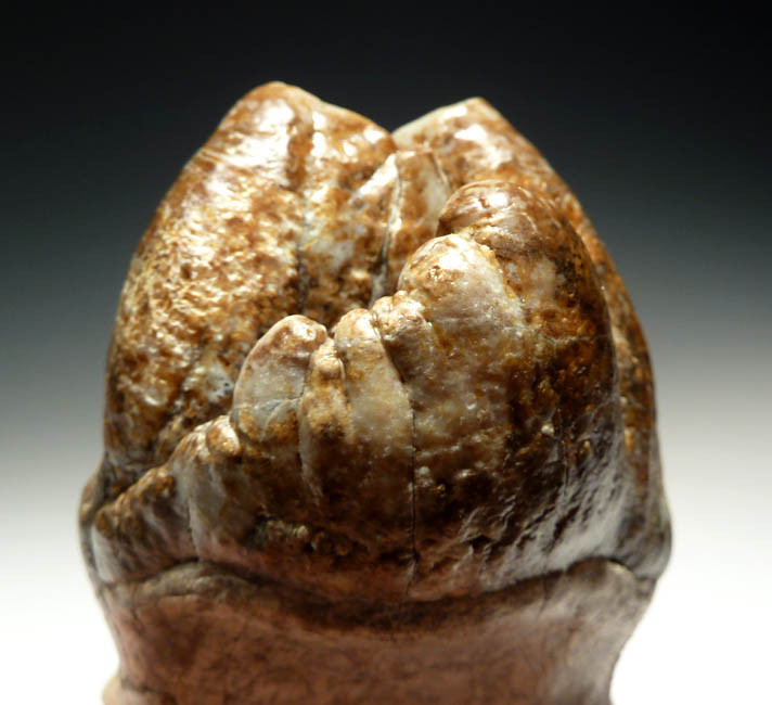 GOMPHOTHERE FOSSIL TOOTH MOLAR PLATYBELODON FOSSILS TEETH
