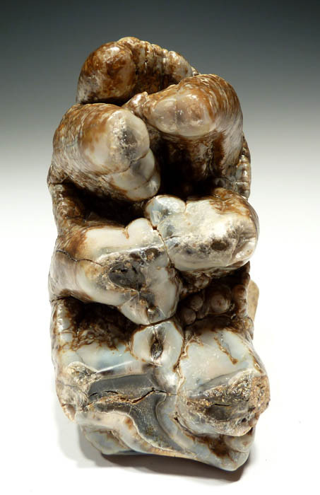GOMPHOTHERE FOSSIL TOOTH MOLAR PLATYBELODON FOSSILS TEETH