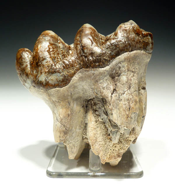 GOMPHOTHERE FOSSIL TOOTH MOLAR PLATYBELODON FOSSILS TEETH
