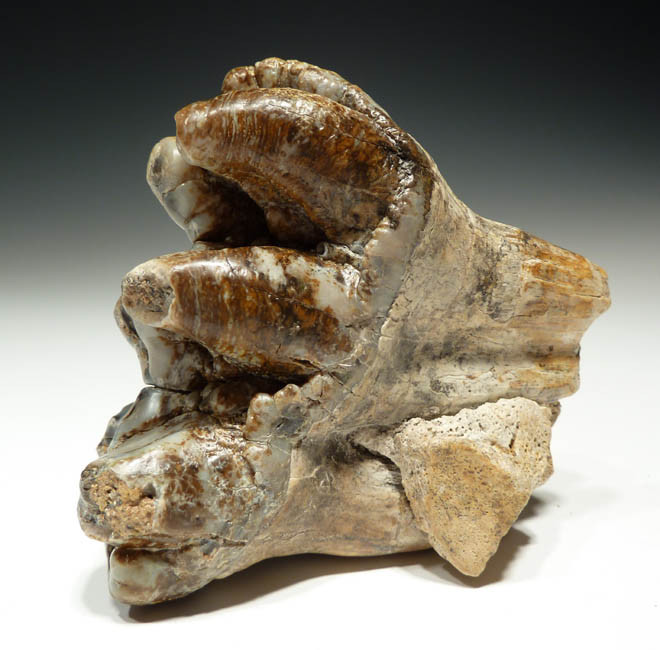 GOMPHOTHERE FOSSIL TOOTH MOLAR PLATYBELODON FOSSILS TEETH