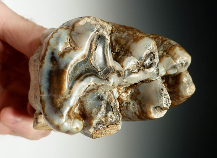 GOMPHOTHERE FOSSIL TOOTH MOLAR PLATYBELODON FOSSILS TEETH